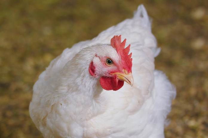 Harga Ayam Broiler Hari Ini | Komoditas Ternak