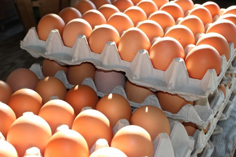 Gambar Telur Ayam Berkualitas